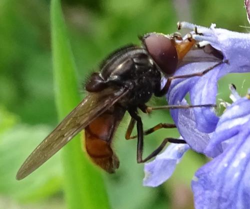 Réf. 344 043 : Rhingia campestris